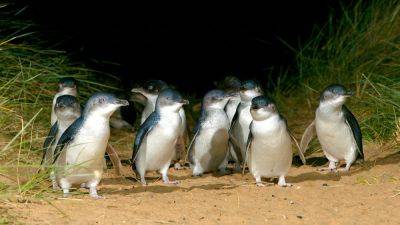 March of the penguins: meeting the feathered locals of Phillip Island, Australia - nationalgeographic.com - Australia - New Zealand - county Island