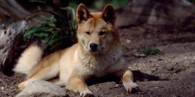 2 Australian women were fined thousands of dollars after authorities say they posed with 'extremely dangerous' wild dingoes in social-media posts - insider.com - France - Australia - Britain
