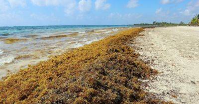 Beaches Overrun by Smelly Seaweed Could Be the New Normal in Florida, Caribbean - smartertravel.com - Mexico - state Florida - county Gulf