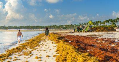 Sargassum Seaweed Invades Caribbean, Florida, and Mexico Beaches - smartertravel.com - Brazil - Mexico - state Florida - Belize - county Miami - Trinidad And Tobago - county Gulf