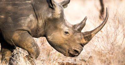 At Thanda Safari, Rhino Tracking Is (Literally) a Walk in the Park - smartertravel.com - South Africa - city Johannesburg - county Park - city Durban
