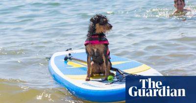 ‘There are even surfing lessons for pooches’: readers’ favourite dog-friendly places in the UK - theguardian.com - Belgium - Britain - Scotland