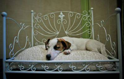 Questions To Ask A ‘Pet-Friendly’ Hotel —Before You And Fido Book - forbes.com - state Arizona