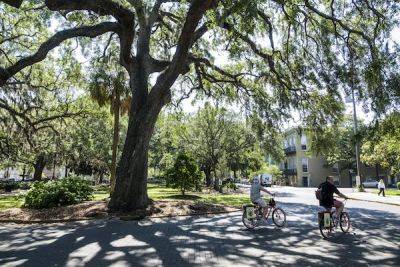 The best ways to get around Savannah - lonelyplanet.com - county Island - city Downtown - county Live Oak - county Peach