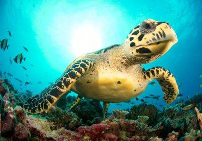 Join The Effort: Sea Turtle Conservation At Four Seasons Resort Nevis - forbes.com
