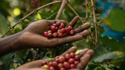 How the female coffee farmers of Uganda are building their livelihoods - nationalgeographic.com - Usa - Kenya - Uganda