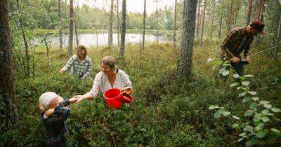 Searching in Sweden for Berries, Herbs and Understanding - nytimes.com - Finland - Sweden - Russia
