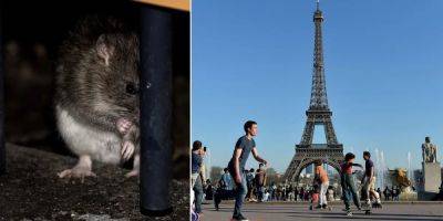 An American tourist says Paris is the 'most infested rat place' he's ever visited, and people online agree, comparing the city to the movie 'Ratatouille' - insider.com - city Paris - Usa - county Davis