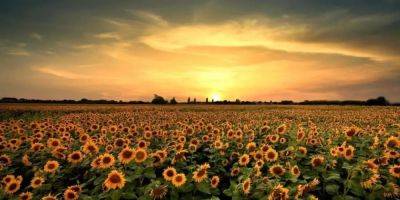 Owners of an English farm are begging visitors to stop posing naked for pictures in their sunflower field - insider.com - Britain