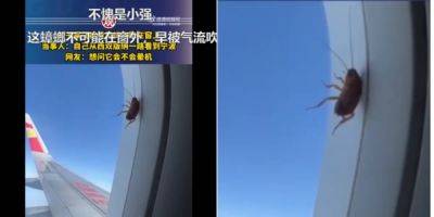 A cockroach on a plane is going viral for appearing to stay alive and twitching while lodged in a plane window next to one fascinated passenger - insider.com - China