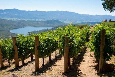 How To Get An Insider’s Look At Napa And Its Wines - forbes.com - state California - county Napa - county Valley