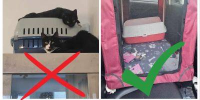 I swapped out my cat's tiny carrier for a $50 playpen with a litter box. It helped with his motion sickness, and now I'll never travel without it. - insider.com