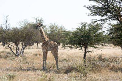 Viatu Raises $1 Million to Book Eco-Friendly Trips in Africa - skift.com - Switzerland - Britain - city London - South Africa - Namibia - Botswana - Rwanda - city Venture
