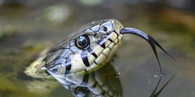A woman in Wisconsin says she found snakes all around the hotel she was staying at: in the pool, in the hot tub, and even in the hallway slithering under a door into a guest's room - insider.com - Washington - state Wisconsin - state Arizona - county Bryan