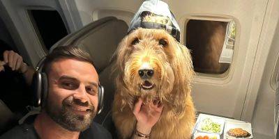 I fly with my dog Brodie the Goldendoodle all over the world. We pretty much always sit in first class. - insider.com - Los Angeles - city New York - state Florida