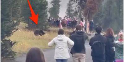 A group of excited tourists surrounded a grizzly bear and her two cubs at Yellowstone National Park, sparking a debate about how humans interact with wildlife - insider.com - county Hot Spring - county Park - county Yellowstone