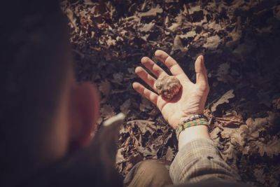 Why Not Go Truffle-Hunting In Italy This Fall? - forbes.com - Italy - Switzerland - city Florence