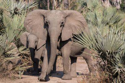 Explore Africa’s Greatest Wildlife Restoration:A New Mozambique Safari - forbes.com - Usa - Mozambique - Congo - Uganda - Rwanda - Central African Republic - Gabon