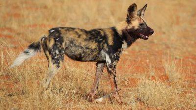 African Painted Dogs Could Be Cooked Into Extinction By Climate Change - forbes.com - Britain - Zimbabwe - Kenya - Botswana