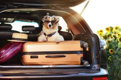 Expat 101: Can I Bring My Pet With Me Overseas? - forbes.com - Usa - Canada
