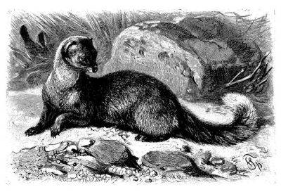 The Bizarre, True Story of Gef the Talking Mongoose - atlasobscura.com - Ireland - Britain - India - Isle Of Man - city Delhi, India
