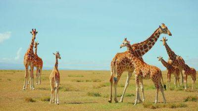 Copy My Trip: Galloping with giraffes on safari in Kenya - lonelyplanet.com - Kenya