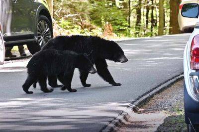 Great Smoky Mountains National Park Just Closed This Scenic Road Due to Bear Activity — What to Know - travelandleisure.com - state Colorado - state California - state Arizona - state New Mexico