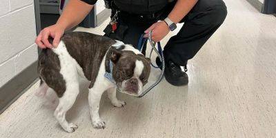 A vacationing woman tried to fly with her dog and said it was her emotional support animal. When airline staff stopped her, she abandoned the pet at an airport parking lot. - insider.com - France - state Pennsylvania - county Allegheny