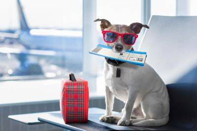 Travel Has Gone To The Dogs, Top Tips To Fly With Your Pup - forbes.com - Eu - Usa - Canada