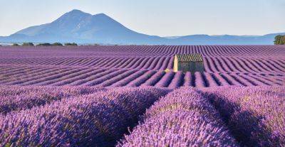 How To Visit Provence, France, Home of the World’s Most Beautiful Lavender Fields - matadornetwork.com - France - city Paris