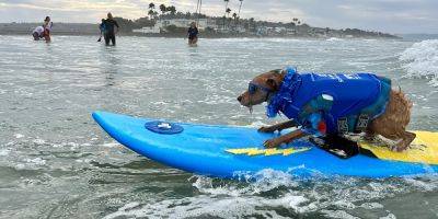 My son and I went to see dogs surf in San Diego. The pups actually smile, and we had a great time. - insider.com - county Bath - county San Diego - county Pacific