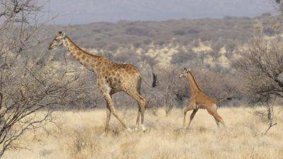 Spotless All-Brown Baby Giraffe Spotted In The Wild In Namibia - forbes.com - Japan - state Tennessee - Zimbabwe - Angola - Kenya - Namibia - Ethiopia - Botswana - Somalia - Zambia