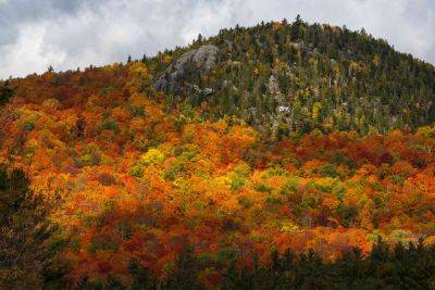 This Foliage Report Will Show You When NY Leaves Are at Their Best This Season - travelandleisure.com - New York - city New York - state New York - city Kingston