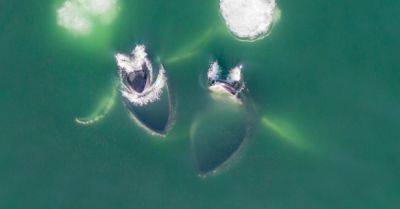 Whales, From Above - nytimes.com - county Island - county Long - county Atlantic