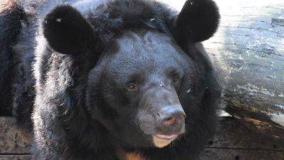 War-traumatized Ukrainian bear to be adopted by Scottish zoo - edition.cnn.com - Belgium - Italy - Poland - Scotland - Russia - Ukraine