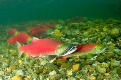 British Columbia’s Beautiful And Inspiring Salute To The Sockeye Salmon - forbes.com - Britain - Canada - county Lake - city Columbia, Britain - county Adams
