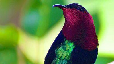 Celebrate The Biodiversity Of The Caribbean At This Year’s Saba Bird Fest - forbes.com - Spain - Netherlands - Usa - Jamaica - Saint Lucia - Puerto Rico
