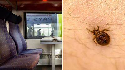 Is Paris infested with bedbugs? Sightings on trains see officials urge action ahead of Olympics - euronews.com - France - county Hall
