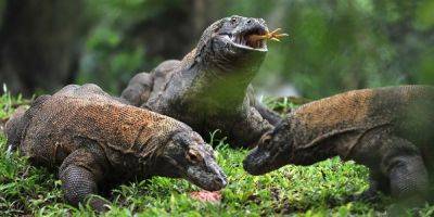 There are an estimated 3,400 Komodo dragons left in the wild, living on 5 islands dubbed Indonesia's 'Jurassic Park' - insider.com - Indonesia