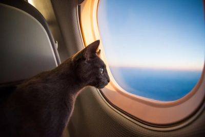 Turkish Airlines Is Making It Easier Than Ever To Travel With Pets - forbes.com - Turkey - city Istanbul