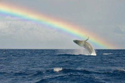 Here’s How You Can Help Maui’s Whales And The People Who Protect Them - forbes.com - county Ocean