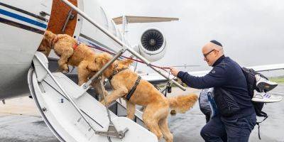 Flying with your dog? Here are 3 tips from the founder of K9 Jets, a pet-friendly private jet charter company - insider.com - city Amsterdam - city Paris - Britain - Usa - city London - city Dublin - state New Jersey - state Hawaii - Singapore - city Lisbon - county Atlantic - Jersey - city Dubai - city Melbourne