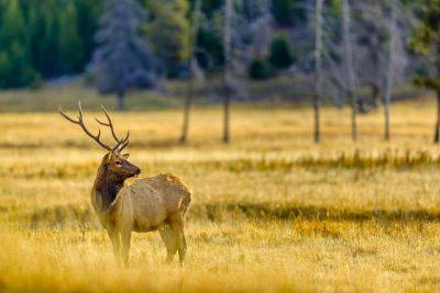 NPS Warns Yellowstone National Park Travelers to Beware of ‘Unpredictable’ Elk - travelandleisure.com - county Hot Spring - county Park - county Yellowstone