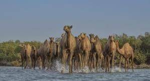 Saudi Arabia designates 2024 as the Year of the Camel - breakingtravelnews.com - Saudi Arabia