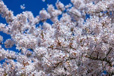 2024 cherry blossom forecast announced for Japan - thepointsguy.com - Japan - city Tokyo