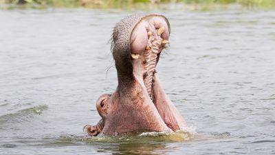 How I got the shot: Jonathan Gregson on witnessing Uganda's wallowing hippos - nationalgeographic.com - Uganda