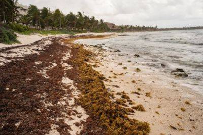 Experts Warn of High Sargassum Seaweed Levels in Mexico, Caribbean and Florida - travelpulse.com - Usa - Mexico - state Florida - Dominican Republic - county Atlantic