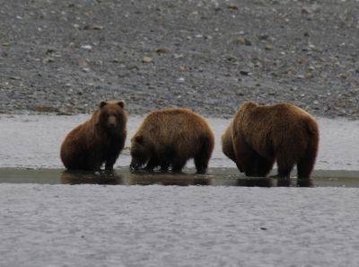 Explore Alaska’s Untamed Wilderness: Homer’s Bear Viewing Adventures by “Bear Viewing in Alaska” - breakingtravelnews.com - state Alaska - county Brown