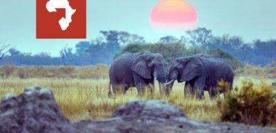 Discover Africa Safaris debuts honeymoon helper tool to help couples choose ideal honeymoon experiences - traveldailynews.com - New York