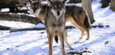 Great Wolf Lodge and Wolf Conservation Center team up for wolves - traveldailynews.com - Usa - state New York